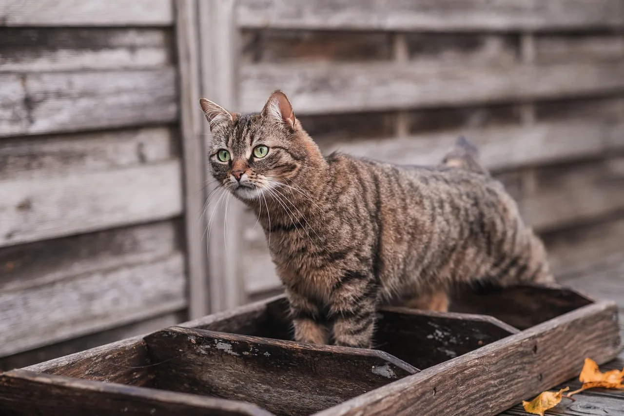 Gatto anziano magro sdraiato su un cuscino, con espressione triste e occhi affaticati.